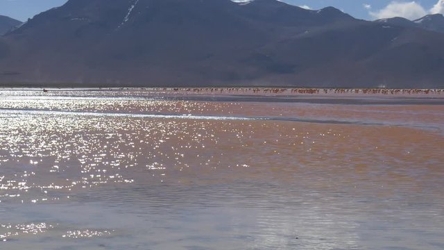 A shot of a row of flamingos in Laguna Colorado, the Red lagoon, in the Bolivian desert, on a tourist tour.