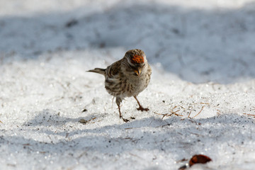 Redpoll (Acanthis flammea).