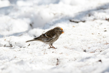 Redpoll (Acanthis flammea).
