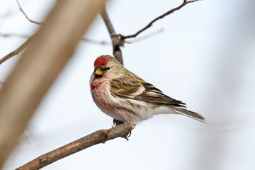 Redpoll (Acanthis flammea).