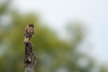 Eurasian Tree Sparrow
