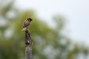 Eurasian Tree Sparrow