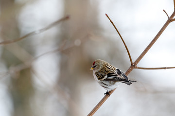 Redpoll (Acanthis flammea).