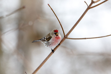 Redpoll (Acanthis flammea).