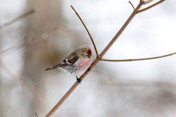 Redpoll (Acanthis flammea).