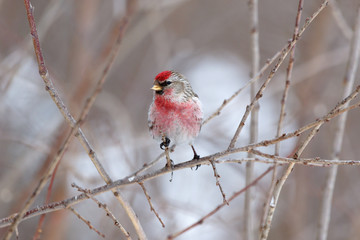Redpoll (Acanthis flammea).