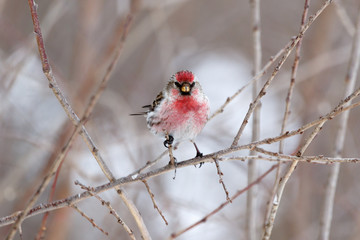 Redpoll (Acanthis flammea).