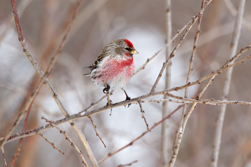 Redpoll (Acanthis flammea).