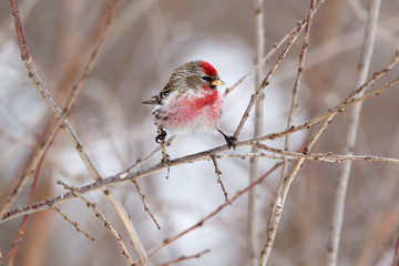 Redpoll (Acanthis flammea).