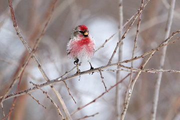 Redpoll (Acanthis flammea).