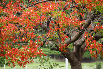 Red flamboyant flowers