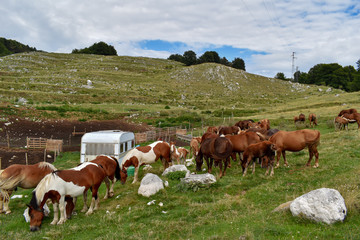 Fototapeta na wymiar horses grazing in the mountains