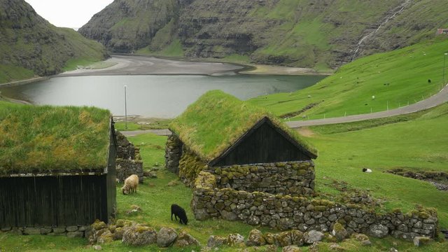 AERIAL: Farm animals graze around old wooden sheds with roofs covered with grass. Idyllic shot of a historic village hiding under steep grassy mountains in Faroe Islands. Tranquil rural landscape.