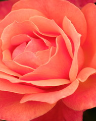 Salmon Rose Flower