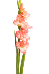 beautiful gladiolus flowers isolated