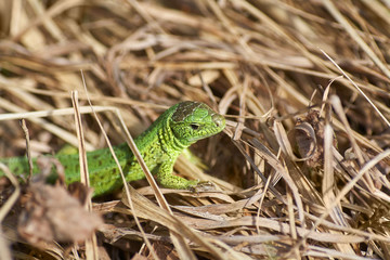 A green lizard crawling on a dry grass close up.