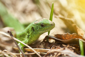 A green lizard crawling on a dry grass close up.