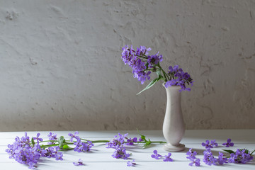 Hesperis matronali flowers in vase on white background