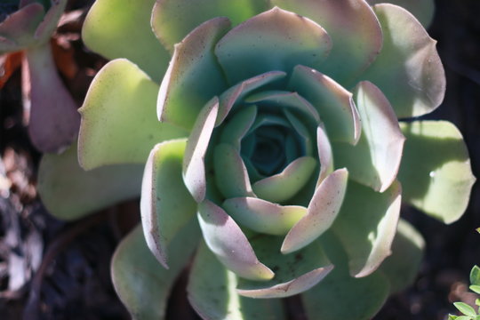 Houseleeks flower in blom at tropical clima