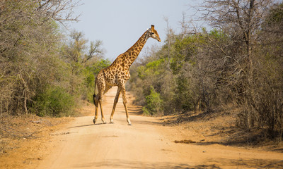 Girrafe  Africa Safari Kruger