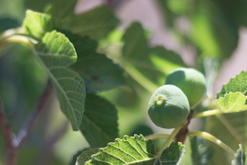 Figs on the branch of a fig tree