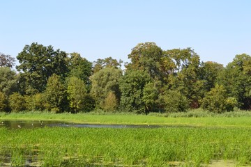 Wetlands on a bright summer day near Park Abbey, Leuven, Belgium.