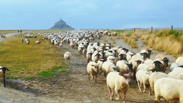 Sheep herd moving towards us