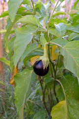 Healthy vegetables in garden, ripe eggplant vegetable growing on plant