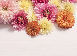  chrysanthemums on white wooden background