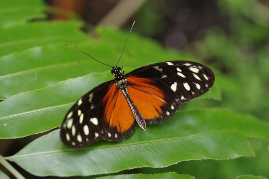 Schmetterling