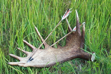 Elk horn, bow and arrows on the green grass background