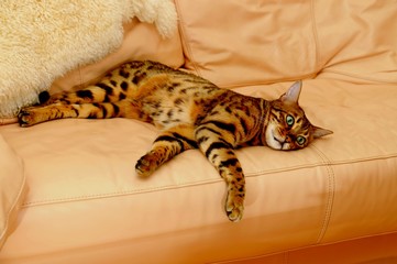 Bengal Katze müde am Sofa
