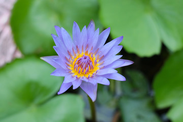 water lily in the pond,lotus,close up