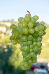 Ripe organic vine of white table seadless grape from Italy, new harvest
