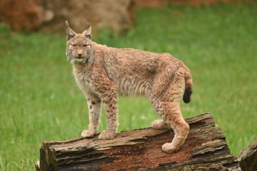 El lince boreal 