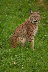 El lince boreal en el parque de Cabarceno en Cantabria