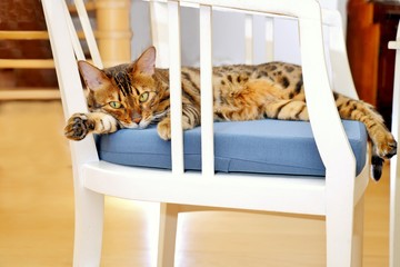 Benkal Katze müde am Stuhl