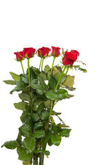 red rose isolated