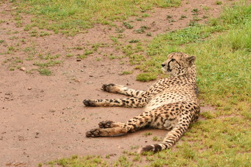 Safari fotografico en la sabana africana