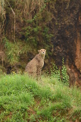 Safari fotografico en la sabana africana