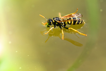 Wasp drinks water - insects