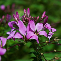 Bright Pink Flower Bundle