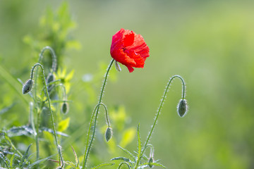 Close-up of tender blooming lit by summer sun one red wild poppy and undiluted flower buds on high stems on blurred bright green summer background. Beauty and tenderness of nature concept.