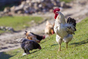 Close-up of big beautiful white well fed rooster proudly guarding flock of hens feeding in green grass on bright sunny day on blurred background. Farming of poultry, chicken meat and eggs concept.