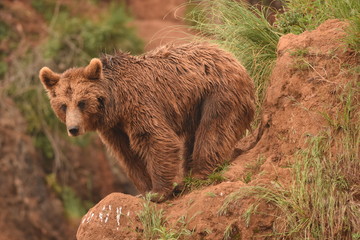 Oso Pardo de los montes  de Somiedo de Asturias © LaureanoJesus