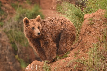 Oso Pardo de los montes  de Somiedo de Asturias