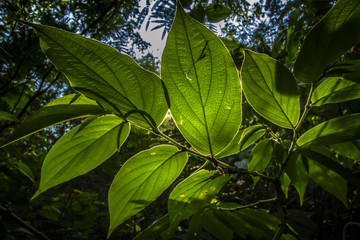 The green plants leaves close-up shot