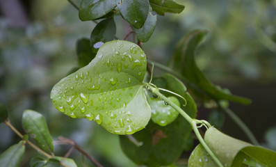 Greenbrier leaf detail with dew or rain drops