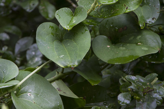 Greenbrier vine, Smilax vine with raindrops