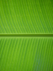 Closed up of banana leaf texture background.